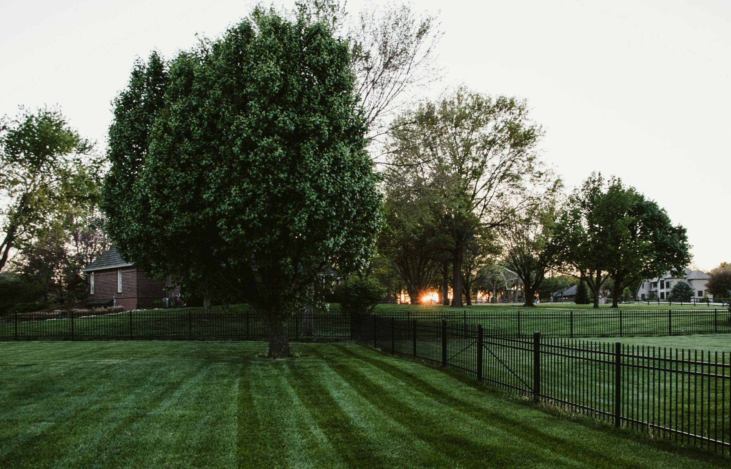 Lush green lawn full yard transformation